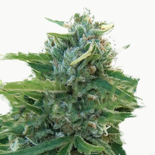 Delicious Seeds - Sugar Black Rose Regular - 1
