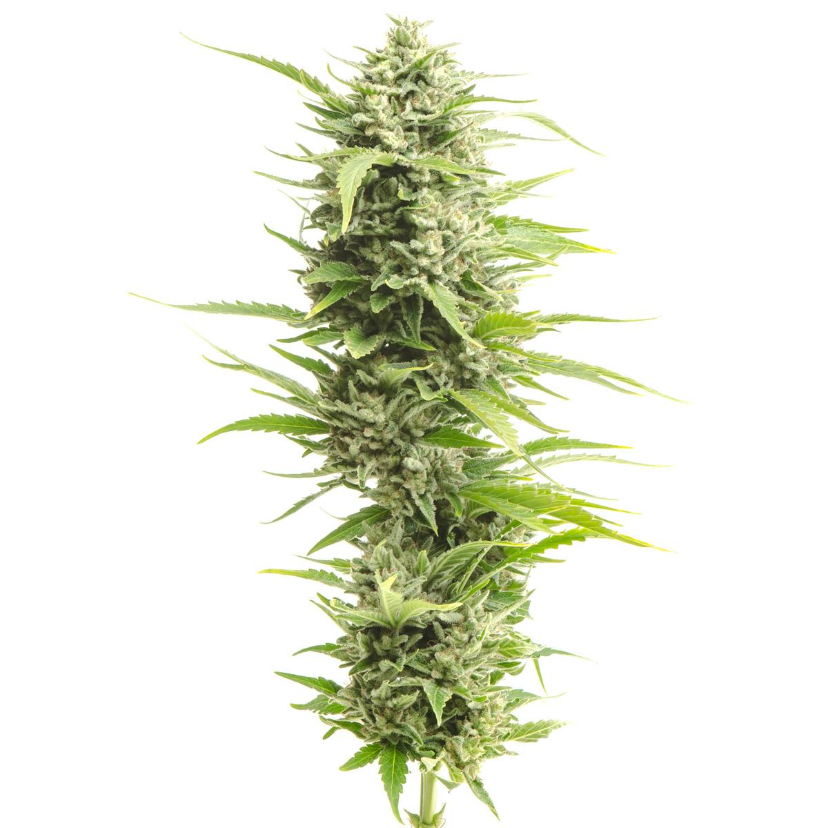 Kumba Hills Farms - Kumba | Afgoo Goodie | Flower - 1