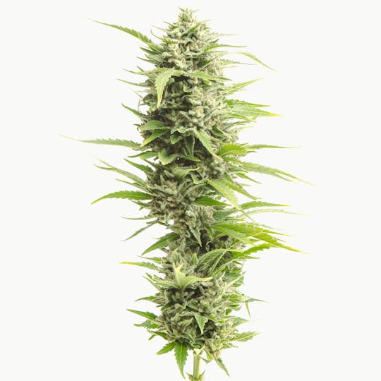 Kumba Hills Farms - Afgoo Goodie - 1