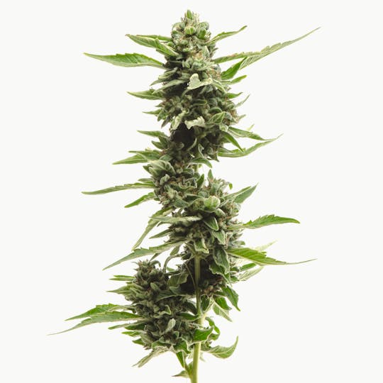 Kumba Hills Farms - Kosher x Alien OG - 1