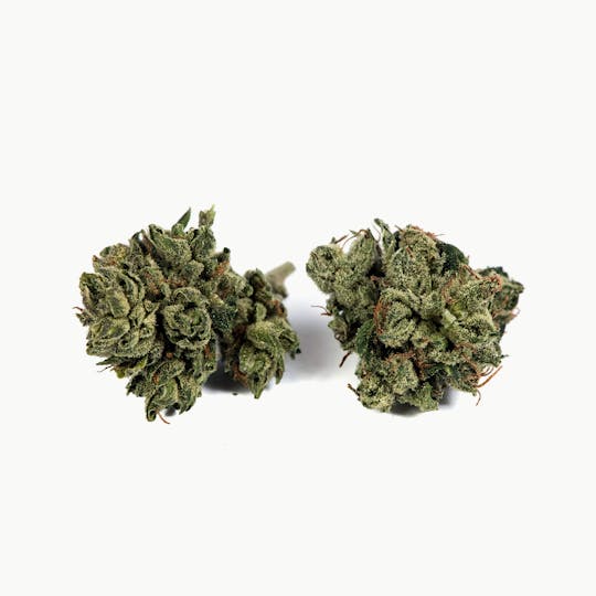 Tryke - King Louis XIII - 1