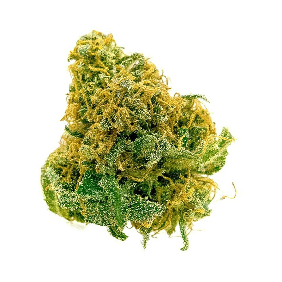 Sensimilla Affoltern am Albis - White Widow / Solarweed - 1