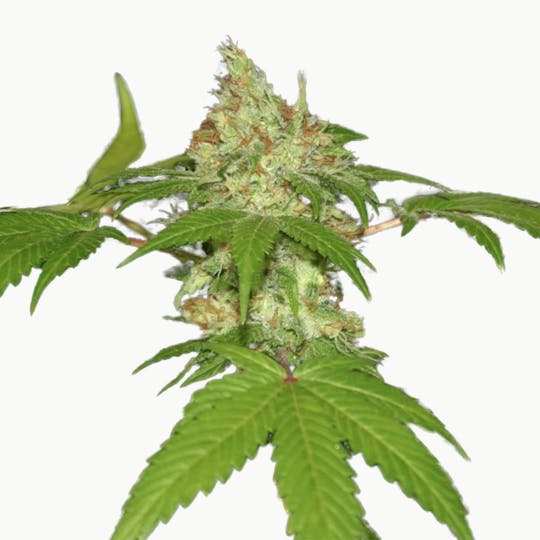True Canna Genetics - Board Leaf Black - 1