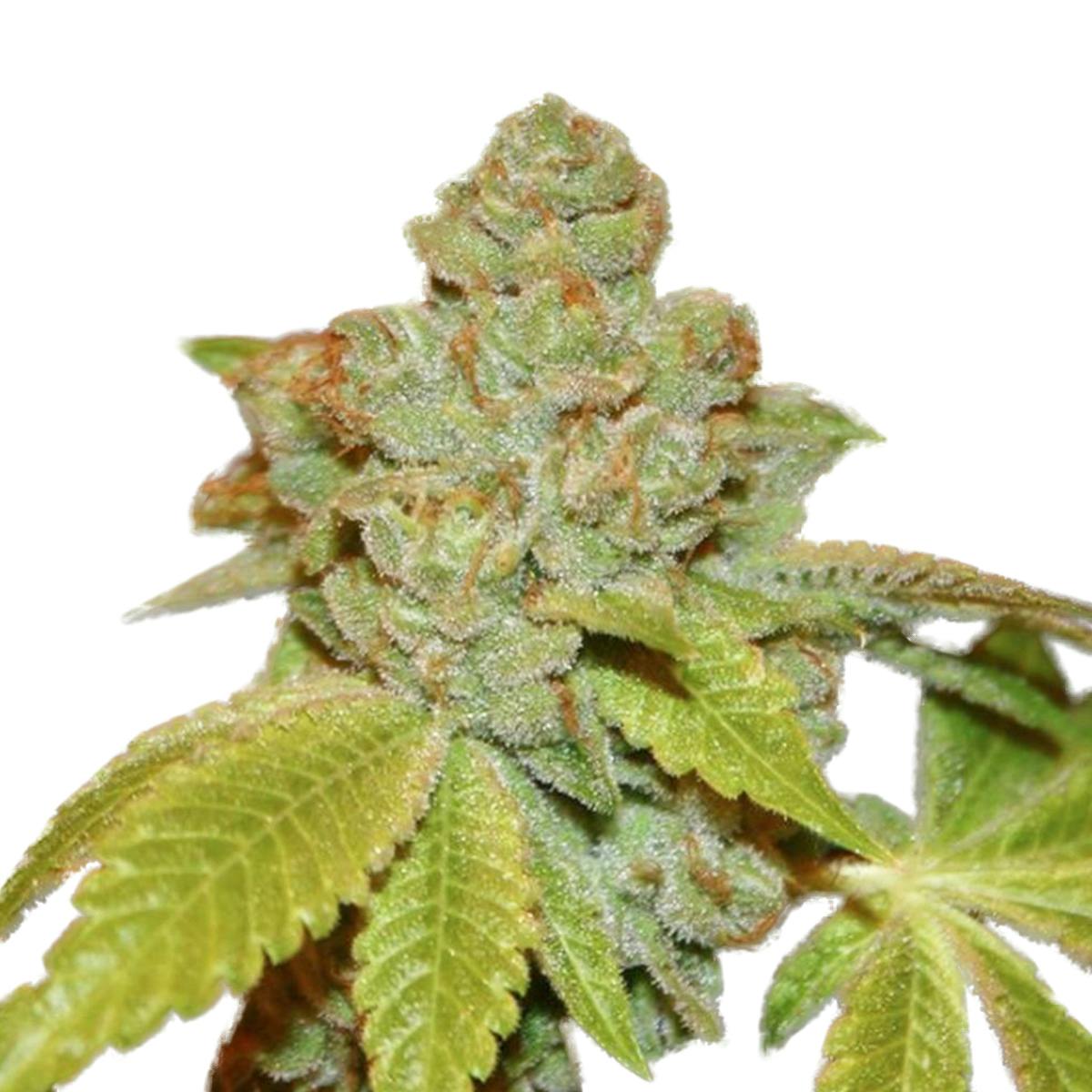 True Canna Genetics - The Truth - 1