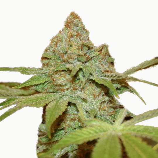 True Canna Genetics - Sagans Star - 1