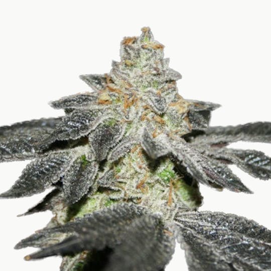 True Canna Genetics - TipTop Magoo - 1