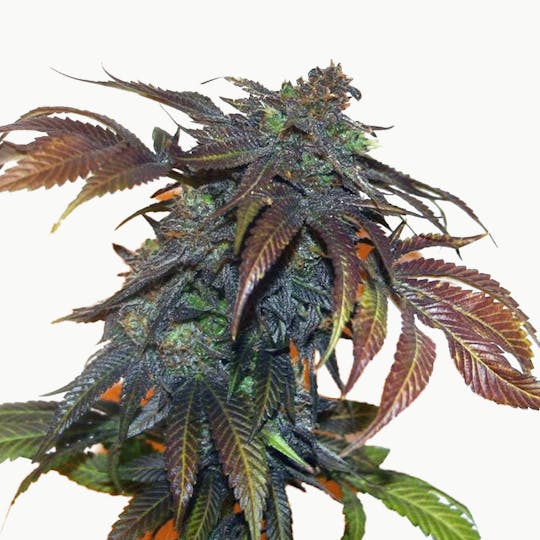 True Canna Genetics - Chemonchello - 1