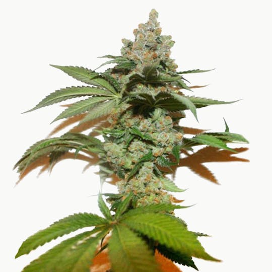 True Canna Genetics - Grape Gas - 1