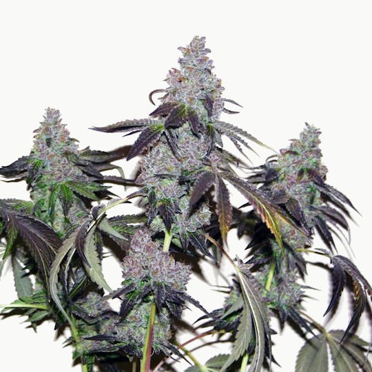 True Canna Genetics - ChemValley Cooks - 1