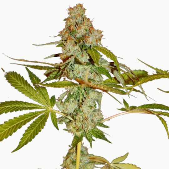 True Canna Genetics - Too True - 1