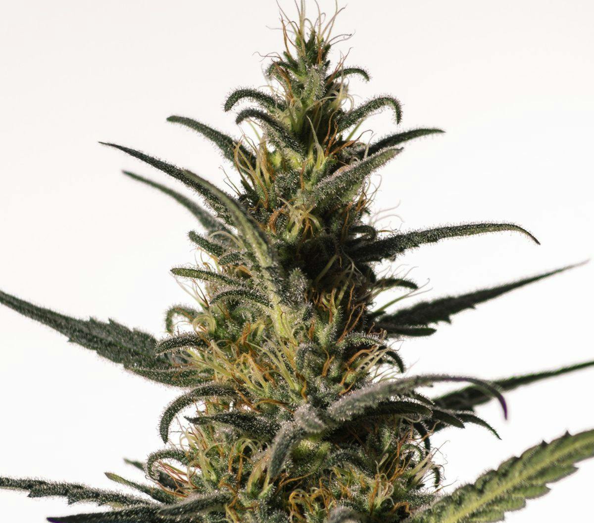 Medical Marijuana Genetics - Candida (CD-1) - 1