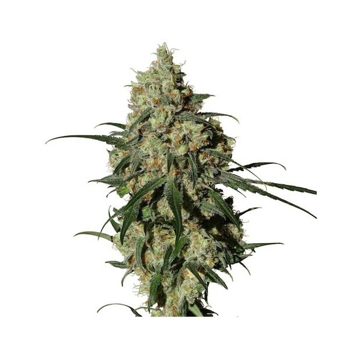 Medical Marijuana Genetics - Orinoco (OR-1) - 1