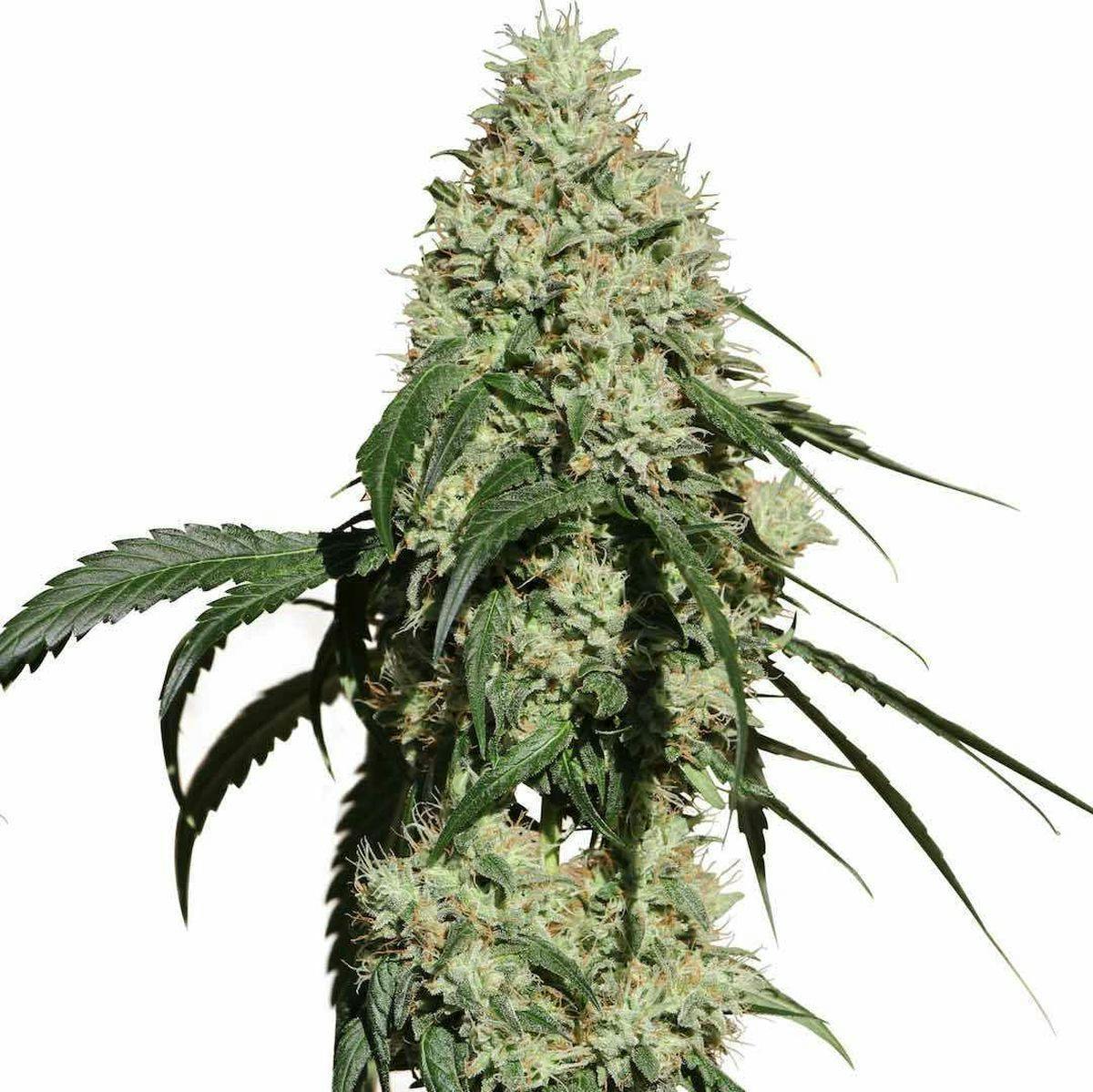 Medical Marijuana Genetics - Nagual (NG-1) - 1