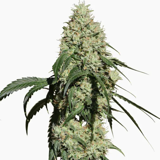 Medical Marijuana Genetics - Nagual (NG-1) - 1