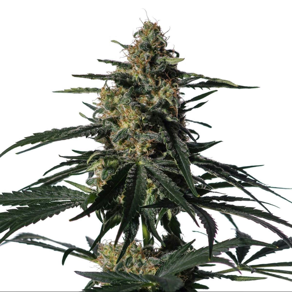 Medical Marijuana Genetics - Nightingale (NN-1) - 1