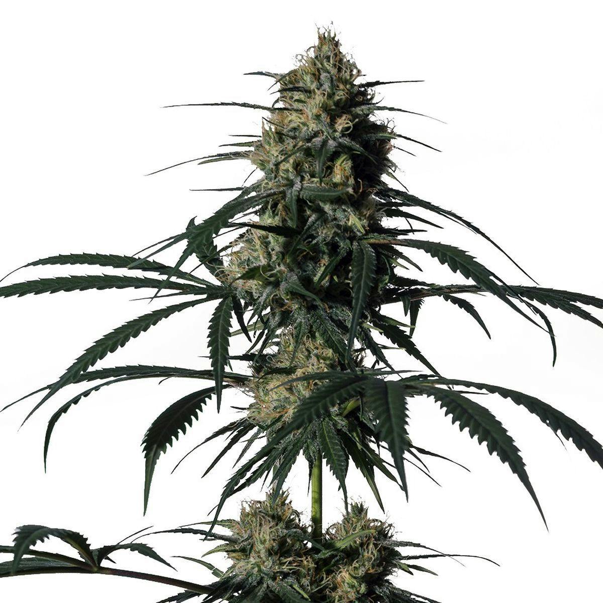 Medical Marijuana Genetics - Green Doctor (GD-1) - 1