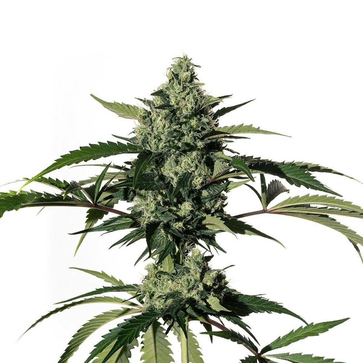 Medical Marijuana Genetics - Hiydrow (HY-1) - 1