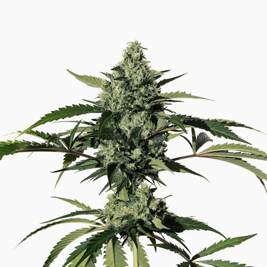 Medical Marijuana Genetics - Hiydrow (HY-1) - 1