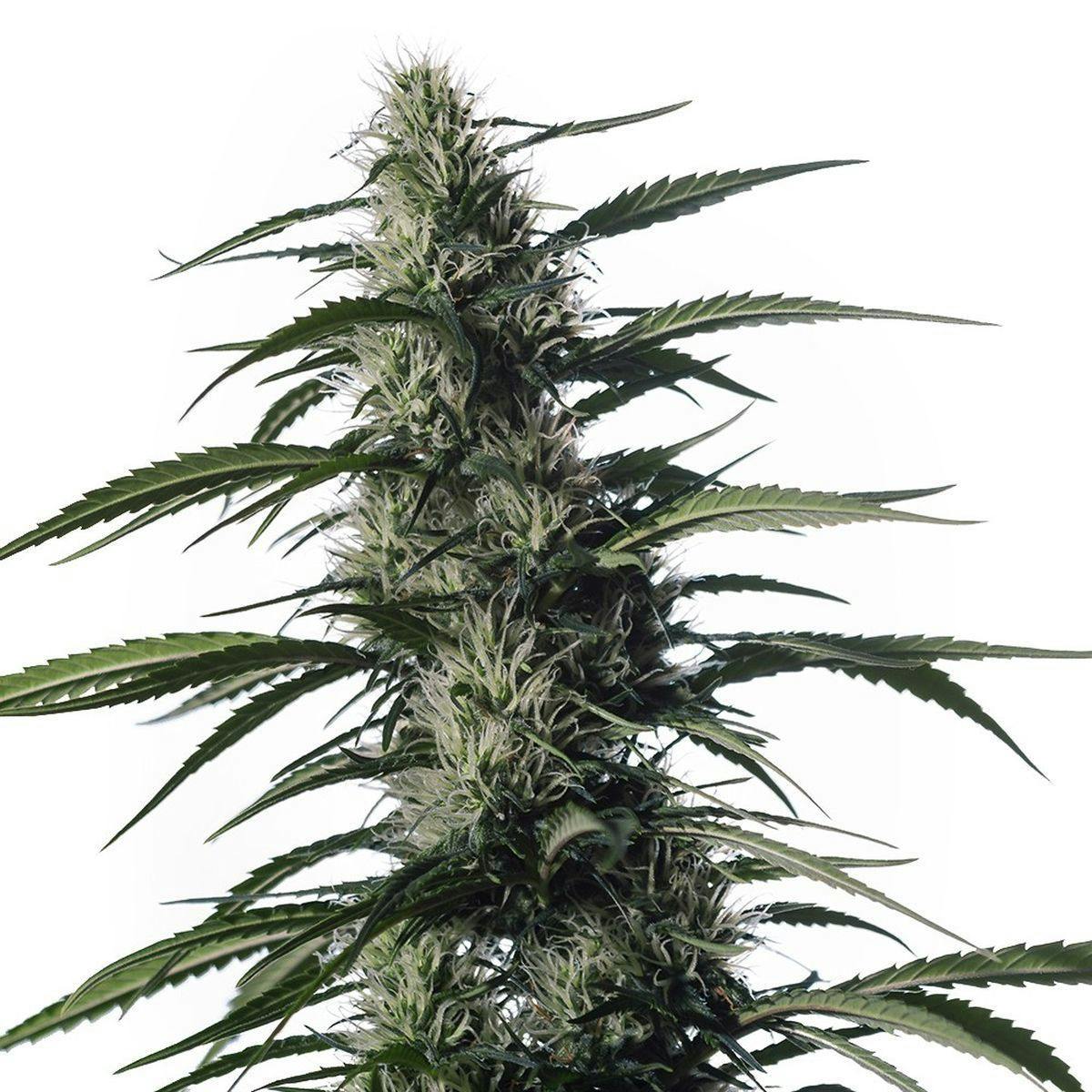 Medical Marijuana Genetics - Txaki (TX-1) - 1