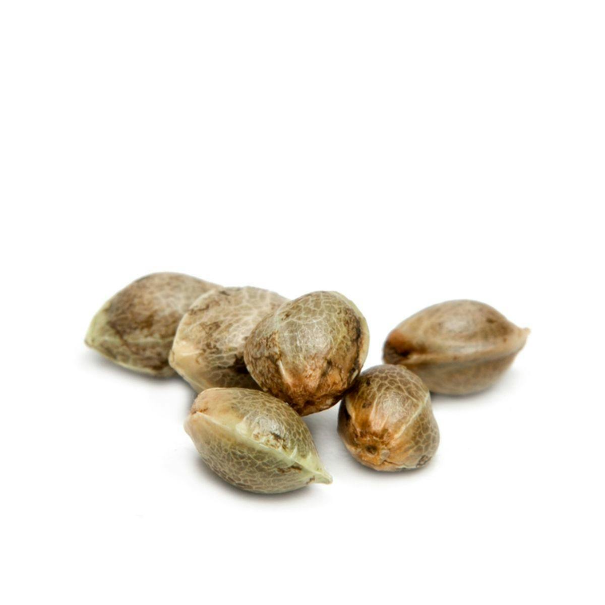 Mystery Seeds Bank - Super Silver Haze - 1