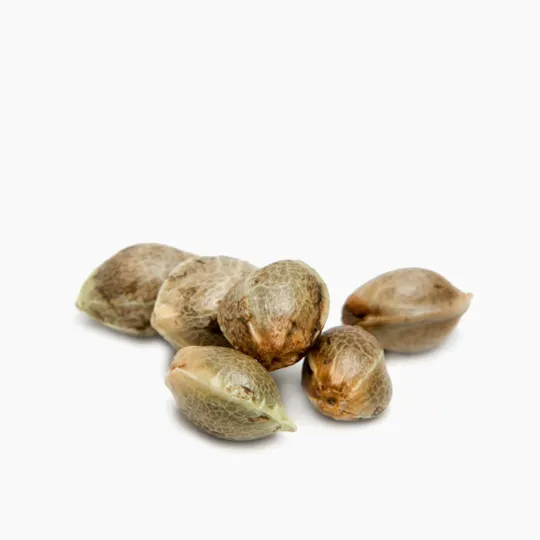 Mystery Seeds Bank - Super Silver Haze - 1