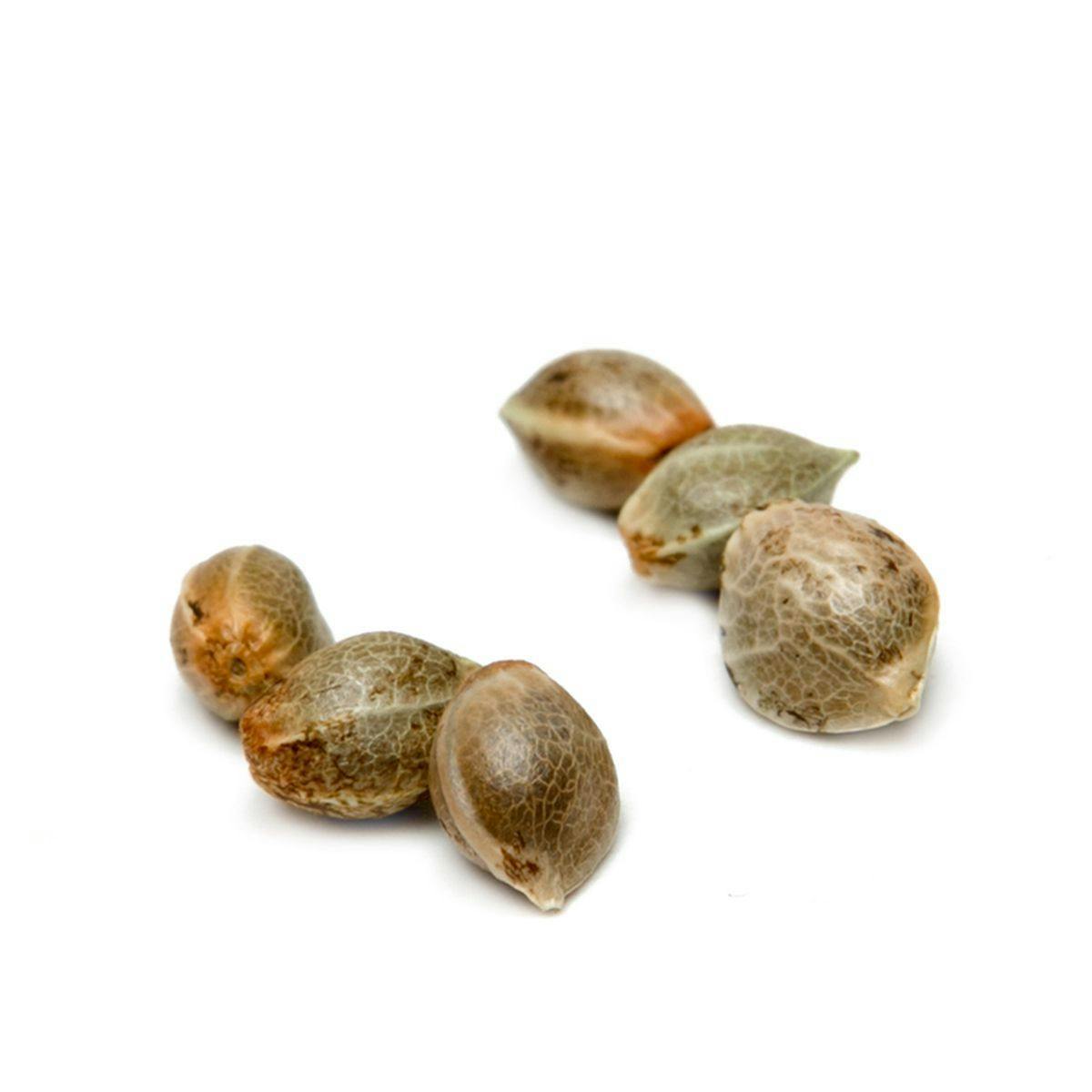 Mystery Seeds Bank - Blueberry - 1