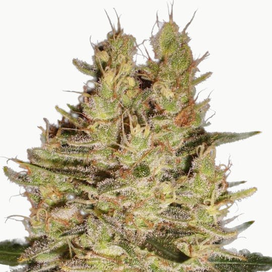 SamSara Seeds - Crazy Miss Hyde ® - 1