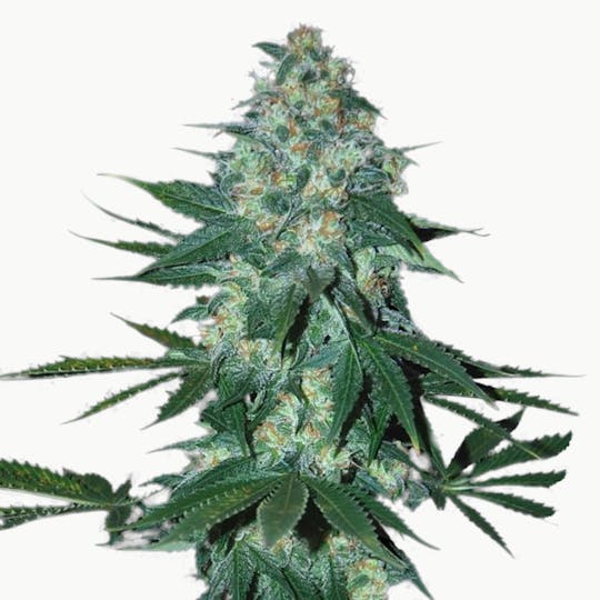 SamSara Seeds - El Alquimista ® - 1
