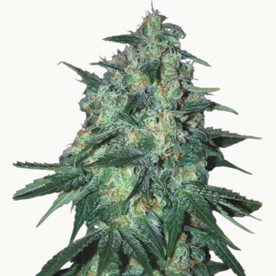 SamSara Seeds - Jekyll Passion ® - 1
