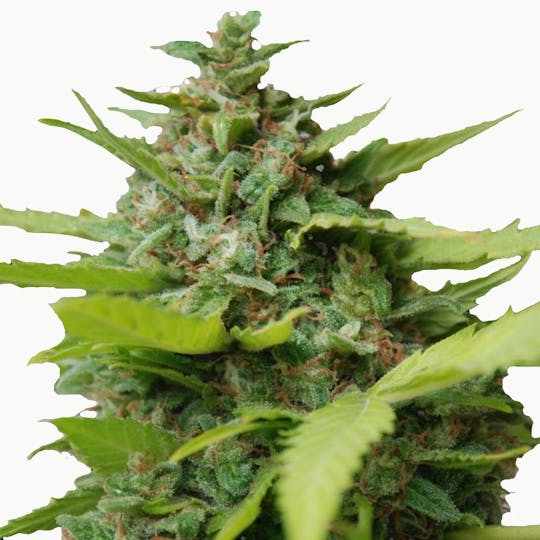SamSara Seeds - Kiss Dragon ® - 1