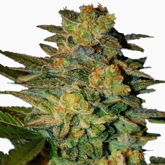 SamSara Seeds - Spiritual Punk ® - 1