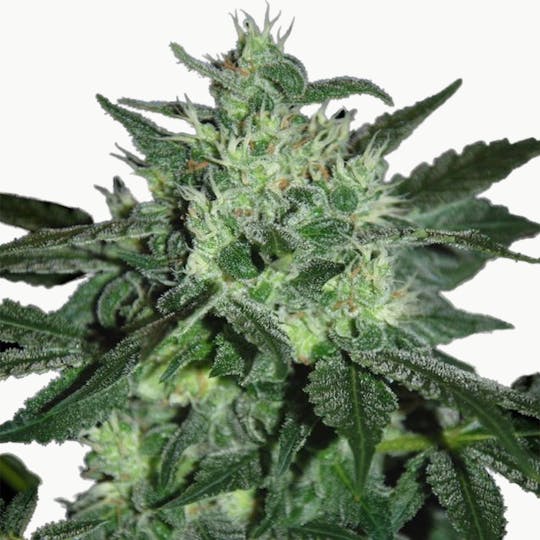 SamSara Seeds - Spicy White Devil ® - 1