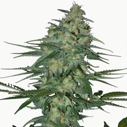 SamSara Seeds - Sweet Black Angel ® - 1