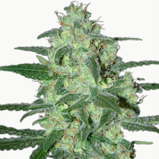 SamSara Seeds - Thunder Bloody Mary ® - 1