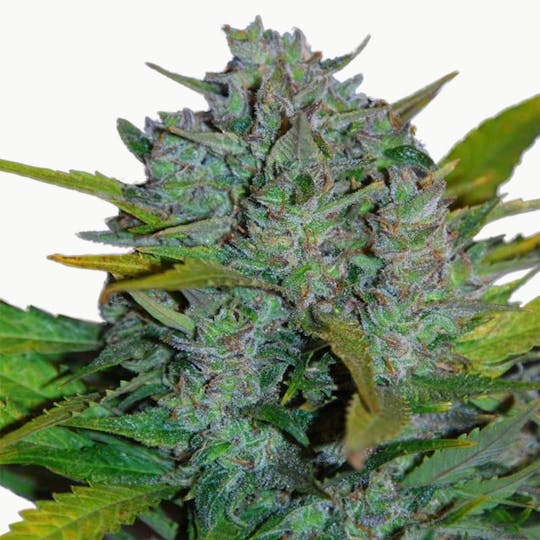 SamSara Seeds - Ultraviolet ® - 1