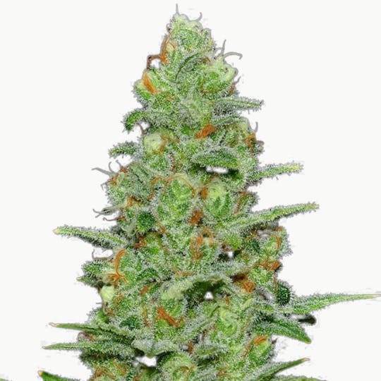 SamSara Seeds - Crazy Miss Hyde Auto ® - 1