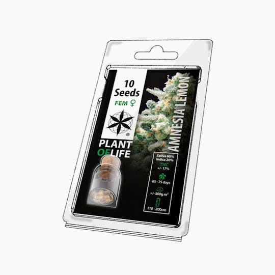 Plant Of Life - AMNESIA LEMON (Feminized) - 1