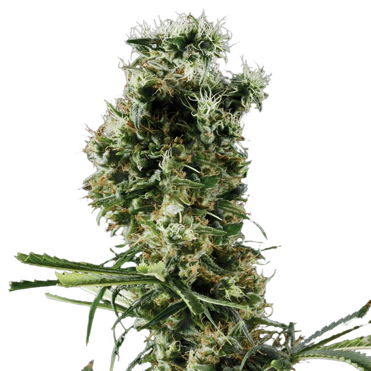 Green House Seed Co. - Arjan's Haze 2 - 1