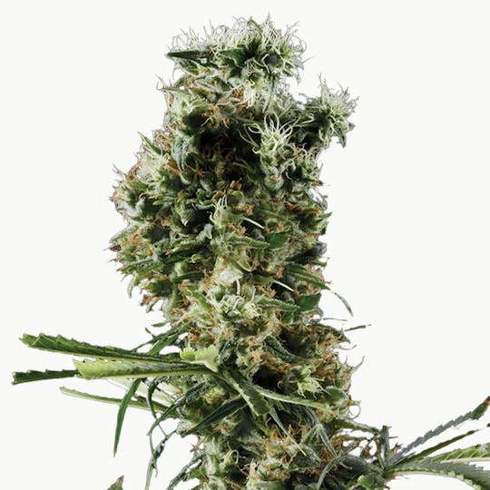 Green House Seed Co. - Arjan's Haze 2 - 1