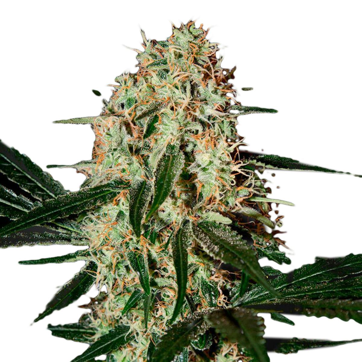 Green House Seed Co. - Arjan's Haze 3 - 1