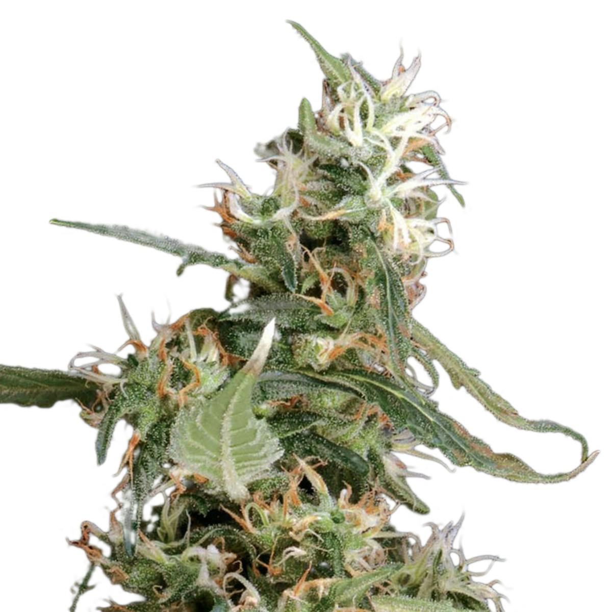 Green House Seed Co. - Arjan's Ultra Haze 1 - 1