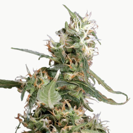 Green House Seed Co. - Arjan's Ultra Haze 1 - 1