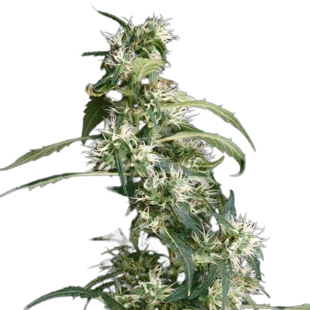 Green House Seed Co. - Arjan's Ultra Haze 2 - 1