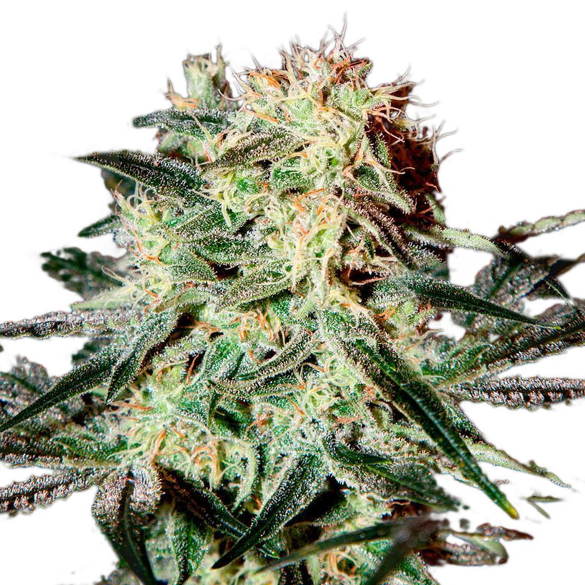 Green House Seed Co. - Arjan's Strawberry Haze - 1