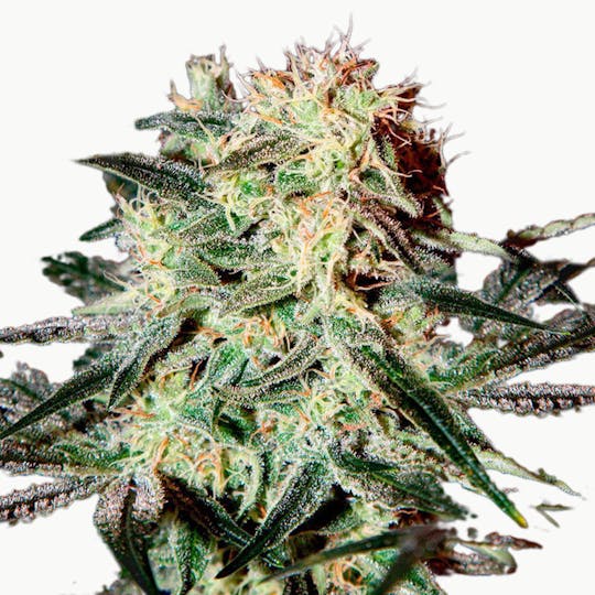 Green House Seed Co. - Arjan's Strawberry Haze - 1