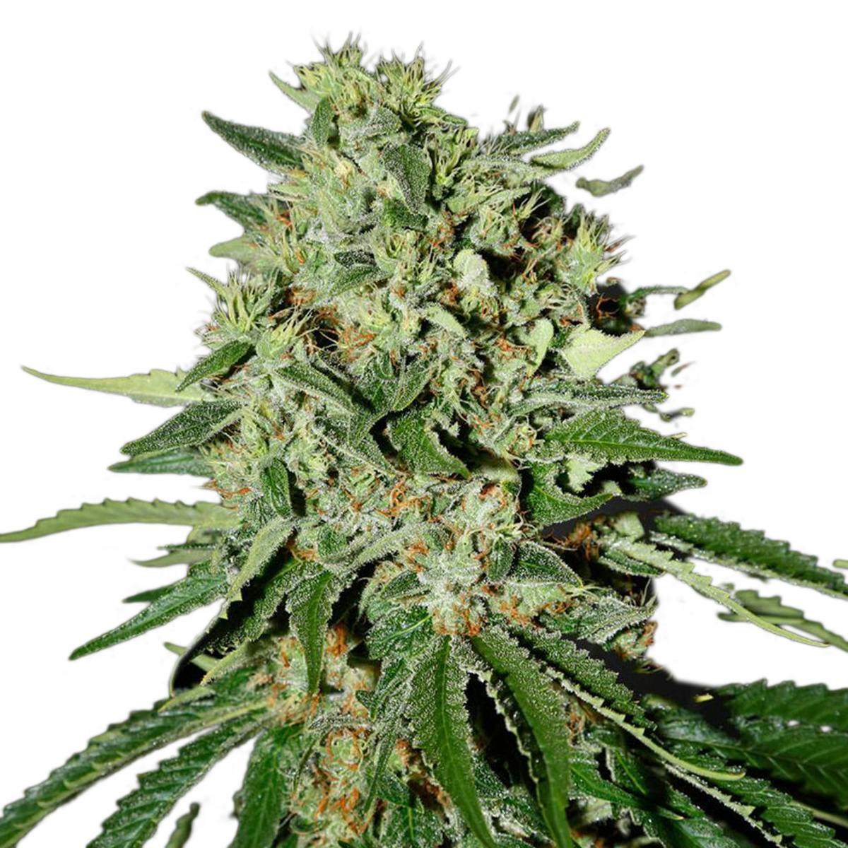 Green House Seed Co. - The Doctor - 1