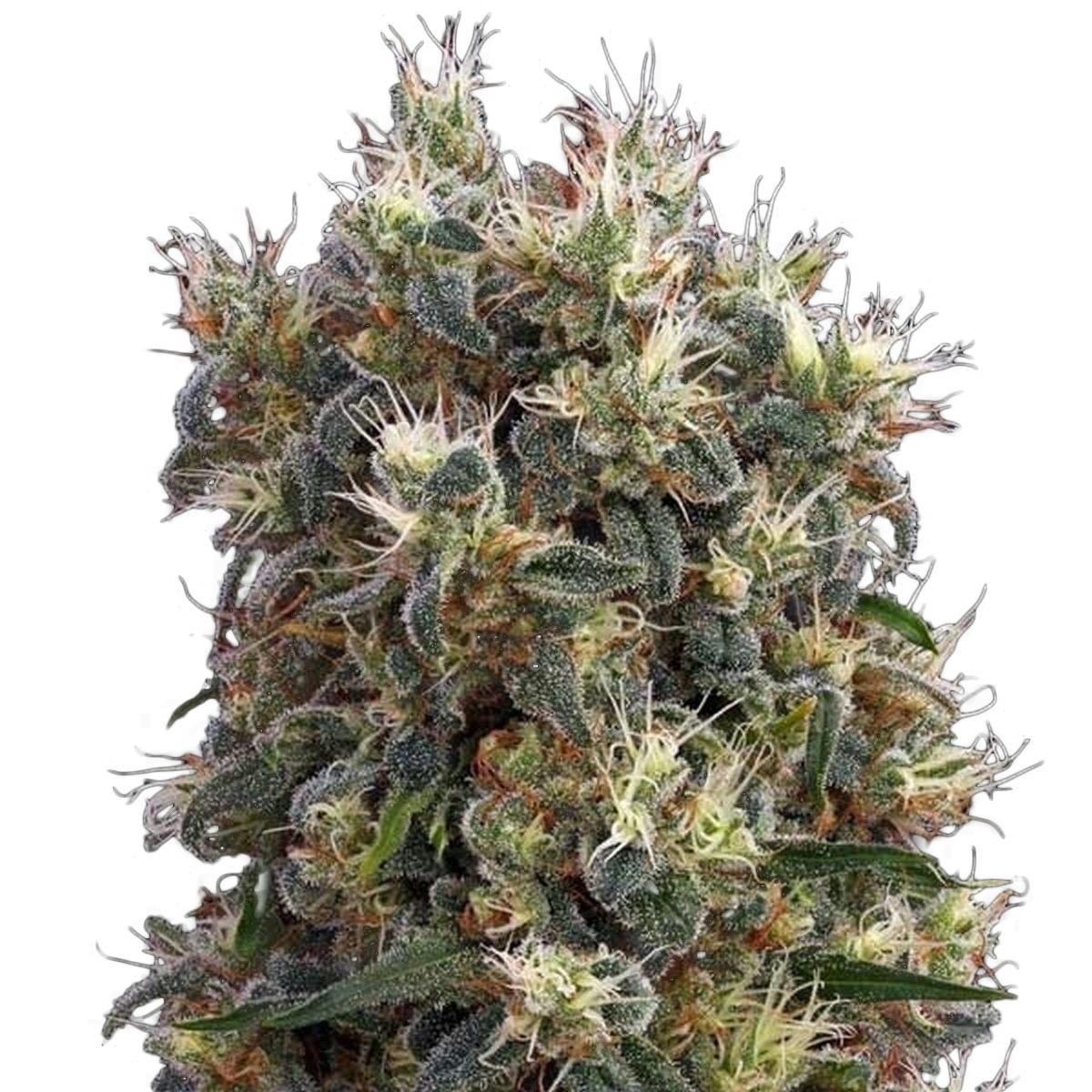 Green House Seed Co. - The Church - 1