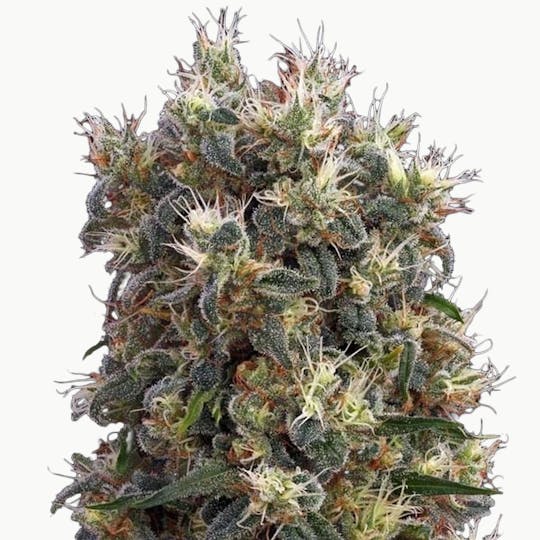 Green House Seed Co. - The Church - 1