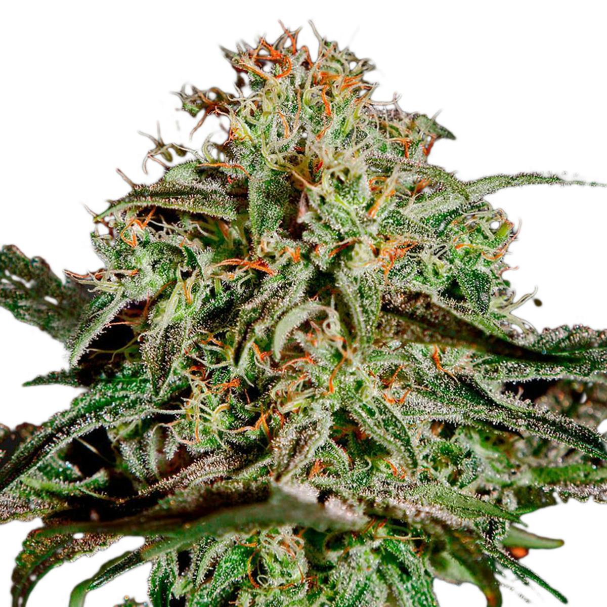 Green House Seed Co. - AMS - 1