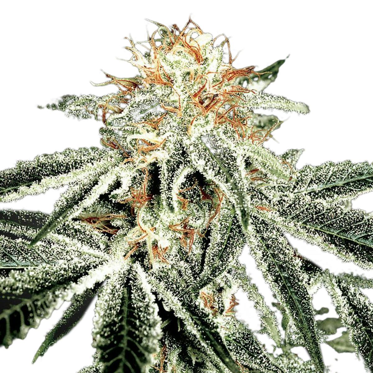 Green House Seed Co. - White Widow - 1
